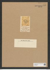 Pseudauliscus ralfsianus (Grev.) Rattr. (de-Toni-Nr.: Genus 172, Species 4414) Zeichnungen Sammlung Grunow Nr. 7976 (NHMW-BOT-W0377268)